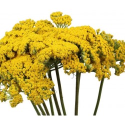 ACHILLEA 