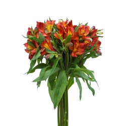 ALSTROEMERIA PORTOCALIU 80CM 