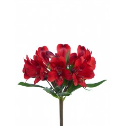 ALSTROEMERIA ROSIE 80 CM 