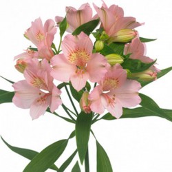 ALSTROEMERIA ROZ 80 CM 