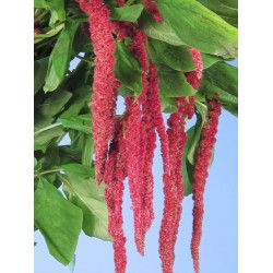 AMARANTHUS ROSU