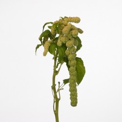 AMARANTHUS VERDE