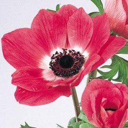 ANEMONE CICLAM 