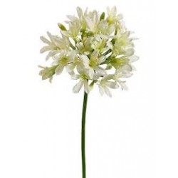 AGAPANTHUS  ALB
