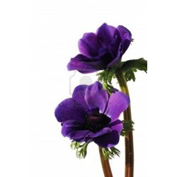 ANEMONE MOV 