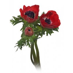 ANEMONE ROSU 