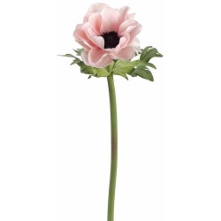 ANEMONE ROZ 