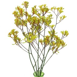 ANIGOZANTHOS VERDE