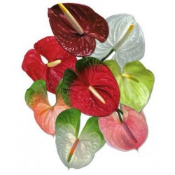 ANTHURIUM  MIX X12 