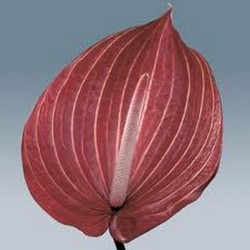 ANTHURIUM BORDO X12
