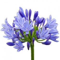 AGAPANTHUS MOV