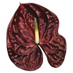 ANTHURIUM CHOCO X12