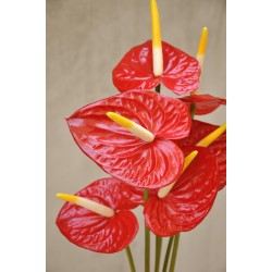 ANTHURIUM MINI ROSU