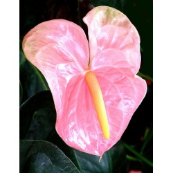 ANTHURIUM ROZ X12