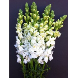ANTIRRHINUM ALB