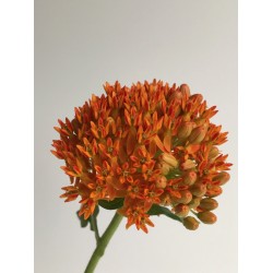 ASCLEPIAS TUBEROSA 
