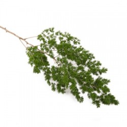 ASPARAGUS UMBELLATUS 