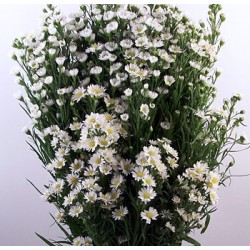 ASTER ALB 