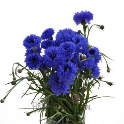 ASTER MOV