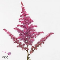 ASTILBE ROZ INCHIS