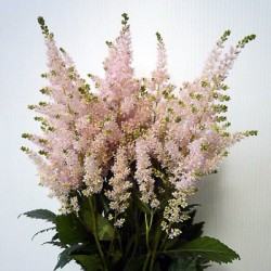 ASTILBE ROZ PAL