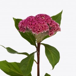 CELOSIA ROZ
