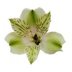 ALSTROEMERIA VERDE 80 CM